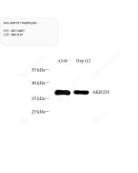 Anti-AKR1D1 Rabbit pAb servicebio GB114667-100