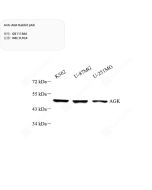 Anti-AGK Rabbit pAb servicebio GB111866-50