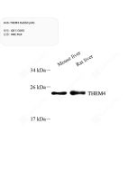 Anti-THEM4 Rabbit pAb servicebio GB113055-100