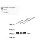 Anti-Myelin Basic Protein Rabbit pAb servicebio GB11226-100