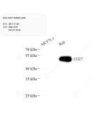 Anti-CD27 Rabbit pAb servicebio GB111165-100
