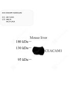 Anti-CEACAM1 Rabbit pAb servicebio GB112292-50