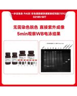 One-step stain-free Fastcast Colorful Acrylamide Kit (10%) servicebio G2185-50T