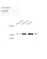 Anti-HBE Rabbit pAb servicebio GB114795-100