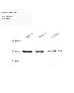 Anti-PGT Rabbit pAb servicebio GB112454-100