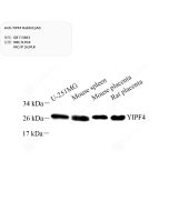 Anti-YIPF4 Rabbit pAb servicebio GB113863-100