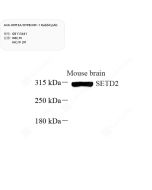 Anti-KMT3A/HYPB/HIF-1 Rabbit pAb servicebio GB113441-50