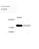 Anti-NUDT2 Rabbit pAb servicebio GB112549-100