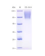 Recombinant Human CD34 Protein (His-tag) servicebio GB300606-H-100μg