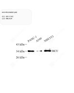 Anti-MCU Rabbit pAb servicebio GB111353-50