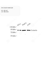 Anti-Cortactin Rabbit pAb servicebio GB11671-100