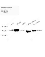 Anti-HSPA1L Rabbit pAb servicebio GB113554-100
