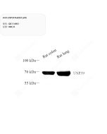 Anti-USP39 Rabbit pAb servicebio GB114901-100