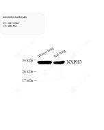 Anti-NXPH3 Rabbit pAb servicebio GB112428-100