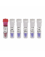 GN1000bp DNA Ladder servicebio G3369-05