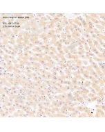 Anti-CYPIVF11 Rabbit pAb servicebio GB112710-100