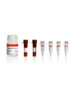 Click-iT EdU-647 Cell Proliferation Assay Kit servicebio G1604