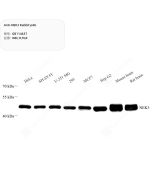 Anti-NEK3 Rabbit pAb servicebio GB114637-100