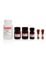 TSAPLus Fluorescence Double Staining Kit（Green IF488+ Red IF555） servicebio G1226-50T