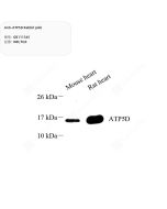 Anti-ATP5D Rabbit pAb servicebio GB111345-100