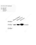 Anti-Torsin A/DYT1 Rabbit pAb servicebio GB111294-100
