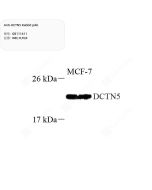 Anti-DCTN5 Rabbit pAb servicebio GB111611-50
