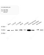Anti-SBDS Rabbit pAb servicebio GB113594-100