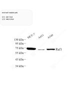 Anti-Raf1 Rabbit pAb servicebio GB11543-100