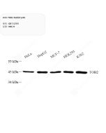 Anti-TOB2 Rabbit pAb servicebio GB112781-100