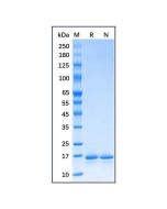 Recombinant E.coli Thioredoxin1/trxA Protein rp176245-10μg Aladdin