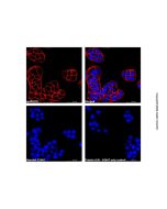 Recombinant Protein A/G, AF647 conjugate rp303278-100μg Aladdin