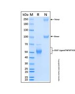 Recombinant Human CD27 Ligand/TNFSF7 Protein rp181559-10μg Aladdin