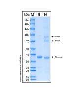 Recombinant Human Peroxiredoxin 3/PRDX3 Protein rp188413-10μg Aladdin