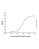 Recombinant Human Ephrin-A4 Protein rp145636-10μg Aladdin