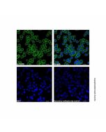 Recombinant Streptavidin Protein (AF532) rp177478-10μg Aladdin