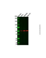 Recombinant Glutathione Synthetase Antibody - Primary antibody, specific to Recombinant Glutathione Synthetase, Rabbit IgG Ab105758-10μl Aladdin
