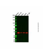Recombinant MRPL4 Antibody - Primary antibody, specific to Recombinant MRPL4 Ab116006-10μl Aladdin