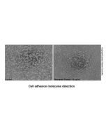 Recombinant Human Vitronectin Protein H751559-500μg Aladdin