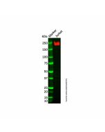 Recombinant CD45 Antibody - Primary antibody, specific to Recombinant CD45, Rabbit IgG Ab094903-10μl Aladdin