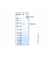 Recombinant Mouse Semaphorin 3A Protein rp154647-10μg Aladdin