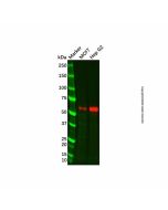 Recombinant SGSH/HSS Antibody - Primary antibody, specific to Recombinant SGSH/HSS Ab127364-10μl Aladdin
