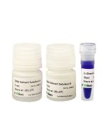 Direct DNA Amplification Kit CW0557S