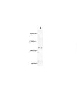 CD34 Monoclonal Antibody (AN006960L) elabscience