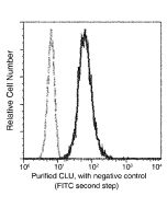 Clusterin/Apolipoprotein J/Apo-J/CLU Monoclonal Antibody (AN200024P) elabscience