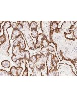 Recombinant Growth Hormone/GH1 Monoclonal Antibody (AN300056P) elabscience