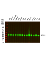 Recombinant ERK1/2 Monoclonal Antibody (AN300857L) elabscience