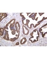 Recombinant ANXA5 Monoclonal Antibody (AN301260L) elabscience