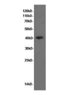 P38 Polyclonal Antibody (D-AB-10194L) elabscience