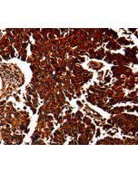 ANXA7 Polyclonal Antibody (E-AB-10045) elabscience