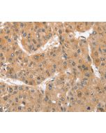 ATG12 Polyclonal Antibody (E-AB-10815) elabscience